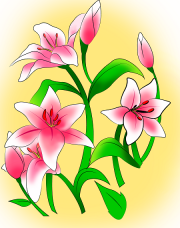 How to draw lovely Lily flowers in a jiff