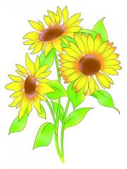 Drawing sunflowers is easy peasy in just 6 simple steps
